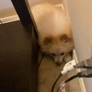 Meet your Posher, Savannah